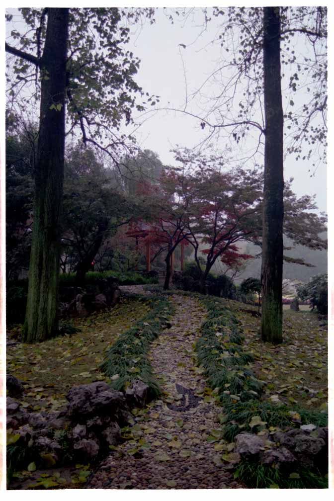 Forest path in Xuanwu Lake